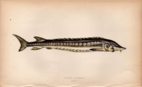 Common Sturgeon 1869 Antique Johnathan Couch Coloured Engraving.