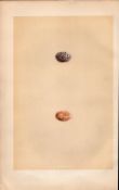 Sparrow 1875 Antique Engraving Rev Morris Nests & Eggs -7.