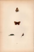 Duke Of Burgundy Hand Coloured Antique Butterfly Plate Rev Morris-115.