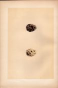 Quail Antique Coloured Engraving Rev Morris Nests & Eggs-137.