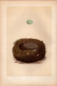 Stonechat Antique Coloured Engraving Rev Morris Nests & Eggs-67.
