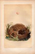 Willow Warbler Antique Engraving Rev Morris Nests & Eggs-97.