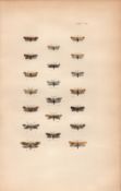 Rev Morris British Moths 1896 Antique Hand-Coloured Lithograph -32.