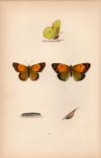 Clouded Yellow Coloured Antique Butterfly Plate Rev Morris-11.