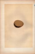 Pheasant Antique Engraving Rev Morris Nests & Eggs-119.