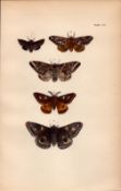 Rev Morris British Moths 1896 Antique Hand-Coloured Lithograph -24.