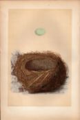 Alpine Accentor Antique Coloured Engraving Rev Morris Nests & Eggs-53.
