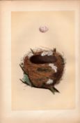 Melodious Willow Warbler Antique Engraving Rev Morris Nests & Eggs-99.