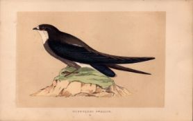 Spine Tailed Swallow Rev Morris Antique History of British Birds Engraving.