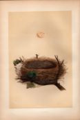 Garden Warbler Antique Coloured Engraving Rev Morris Nests & Eggs-89.