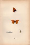 Heath Butterfly Hand Coloured Antique Butterfly Plate Rev Morris-58.