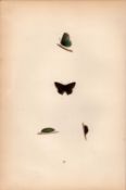 Green Hairstreak Hand Coloured Antique Butterfly Plate Rev Morris-107.