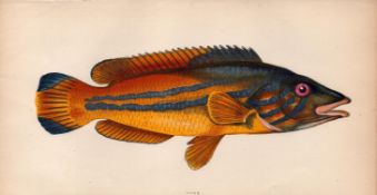 Cook Wrass 1868 Antique Johnathan Couch Coloured Engraving.