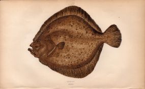 Turbot Antique Johnathan Couch Coloured Fish Engraving.