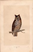 Mottled Owl Rev Morris Antique History of British Birds Engraving.