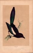 Magpie Rev Morris Antique History of British Birds Engraving.