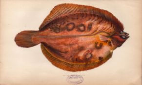 Smear Dab Variety Antique Johnathan Couch Coloured Fish Engraving