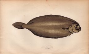Long Flounder Antique Johnathan Couch Coloured Fish Engraving.