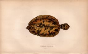 Ekstrom’s Topknot Antique Johnathan Couch Coloured Fish Engraving.