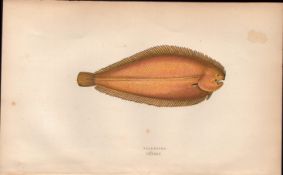 Solenette 1869 Antique Johnathan Couch Coloured Fish Engraving.