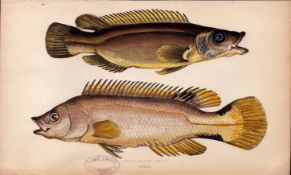 Scale-Rayed Wrass Rockling 1868 Antique Johnathan Couch Engraving.