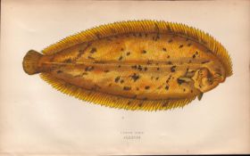 Lemon Sole Antique Johnathan Couch Coloured Fish Engraving.