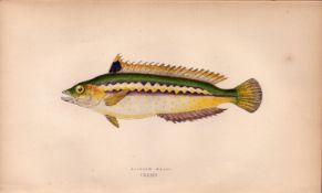 Rainbow Wrass Antique Johnathan Couch Coloured Fish Engraving.