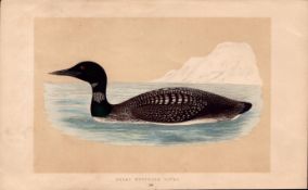 Great Northern Diver Rev Morris Antique History of British Birds Engraving.