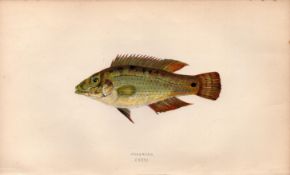 Corkwing Antique Johnathan Couch Coloured Fish Engraving.