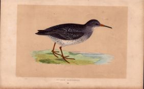 Purple Sandpiper Rev Morris Antique History of British Birds Engraving.