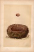 Wood Lark Antique 1875 Engraving Rev Morris Nests & Eggs-149.