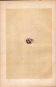 Bunting Antique 1875 Engraving Rev Morris Nests & Eggs-157.