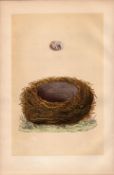 Yellow-Hammer Bunting Antique 1875 Engraving Rev Morris Nests & Eggs-161.