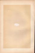 Swift Antique 1875 Engraving Rev Morris Nests & Eggs-121.