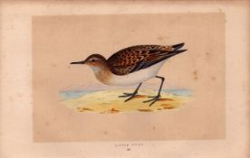 Little Stint Rev Morris Antique History of British Birds Engraving.