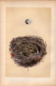 Woodchat Antique 1875 Engraving Rev Morris Nests & Eggs-59.