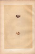Black-Headed Bunting Antique 1875 Engraving Rev Morris Nests & Eggs-159.