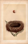 Red-Backed Shrike Antique 1875 Engraving Rev Morris Nests & Eggs-57.