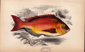 Becker 1869 Antique Johnathan Couch Coloured Engraving.