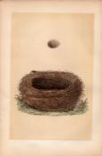 Meadow Pipit Antique 1875 Engraving Rev Morris Nests & Eggs-139.
