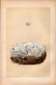 Blue Tit Antique 1875 Engraving Rev Morris Nests & Eggs-67.