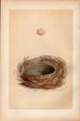 Bearded Tit Antique 1875 Engraving Rev Morris Nests & Eggs-75.