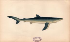 Blue Shark 1869 Antique Johnathan Couch Coloured Engraving.