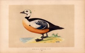 Steller’s Western Duck Rev Morris Antique History of British Birds Engraving.