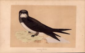 Alpine Swift Rev Morris Antique History of British Birds Engraving.