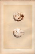Kite Antique 1875 Engraving Rev Morris Nests & Eggs-19.