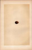 Red Throated Pipit Antique 1875 Engraving Rev Morris Nests & Eggs-141.