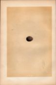 Rock Pipit Antique 1875 Engraving Rev Morris Nests & Eggs-145.