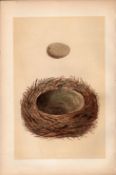 Jay Antique 1875 Engraving Rev Morris Nests & Eggs-103.