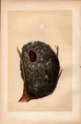 Long-Tailed Tit Antique 1875 Engraving Rev Morris Nests & Eggs-73.